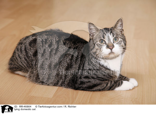 lying domestic cat / RR-46864