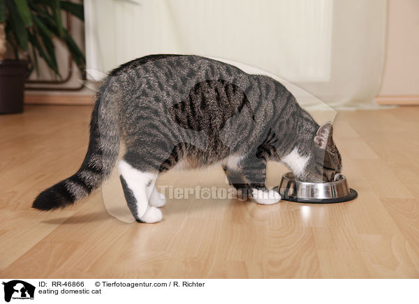eating domestic cat / RR-46866