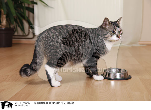 domestic cat / RR-46867