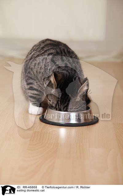 eating domestic cat / RR-46868