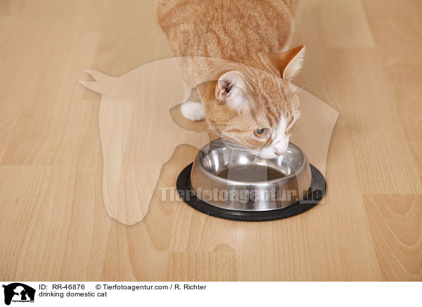 drinking domestic cat / RR-46876