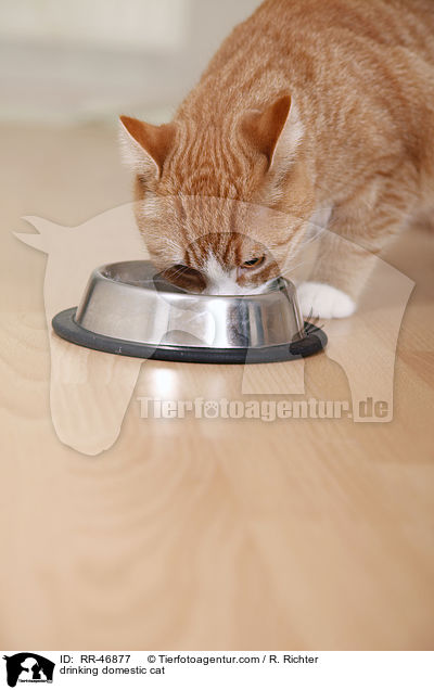 drinking domestic cat / RR-46877