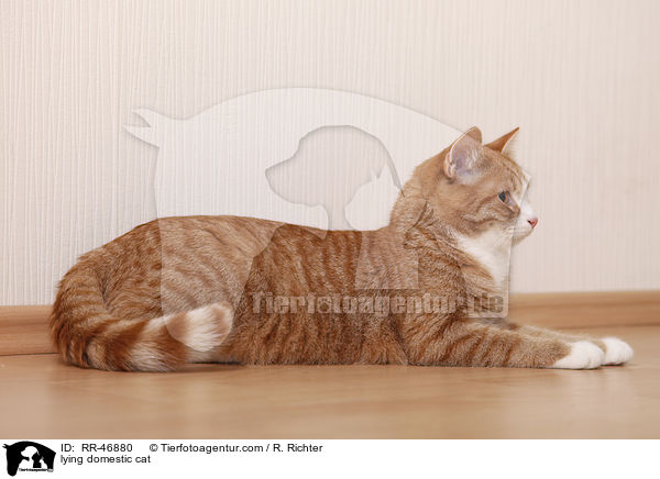 lying domestic cat / RR-46880