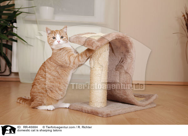Hauskatze schrft Krallen / domestic cat is sharping talons / RR-46884