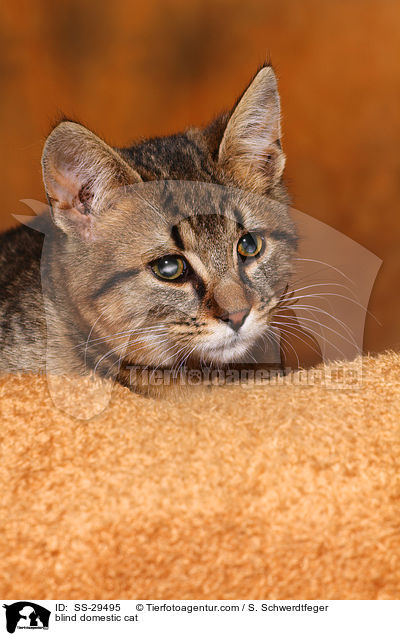 blind domestic cat / SS-29495