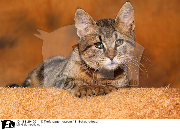 blind domestic cat / SS-29496