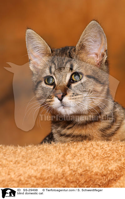blind domestic cat / SS-29498