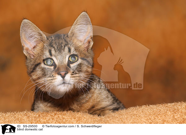 blinde Katze / blind domestic cat / SS-29500