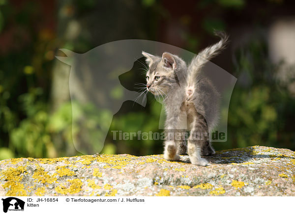 kitten / JH-16854
