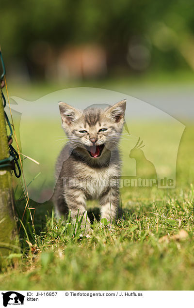 kitten / JH-16857