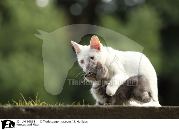 tomcat and kitten / JH-16868