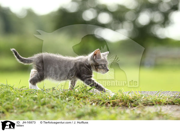 kitten / JH-16873