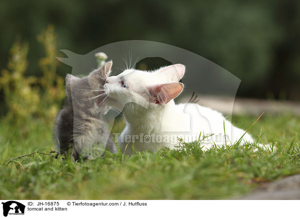 tomcat and kitten / JH-16875