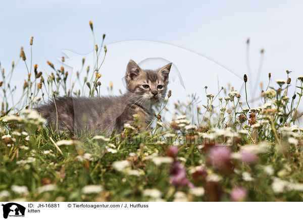 kitten / JH-16881