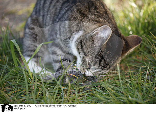 eating cat / RR-47652