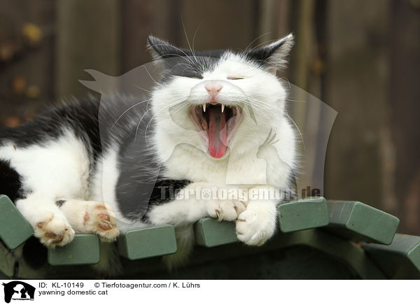 yawning domestic cat / KL-10149