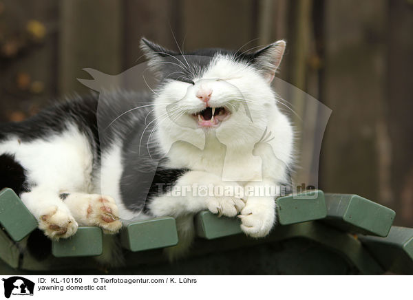 yawning domestic cat / KL-10150