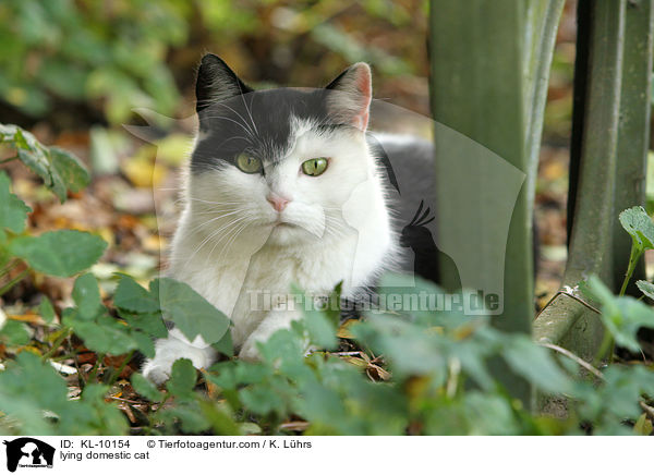 lying domestic cat / KL-10154