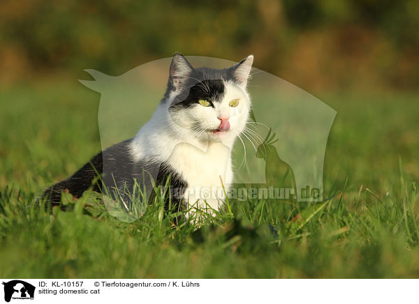 sitting domestic cat / KL-10157