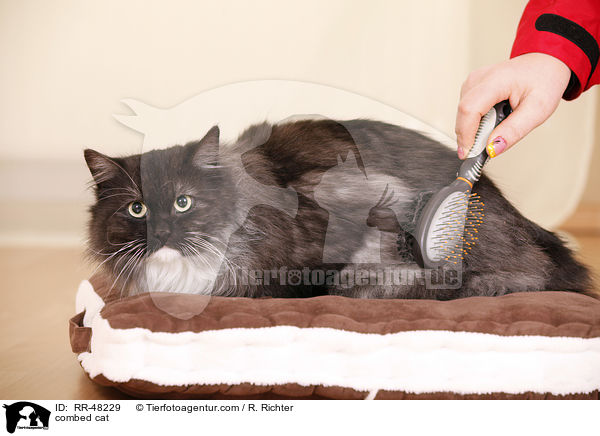 Katze wird gekmmt / combed cat / RR-48229