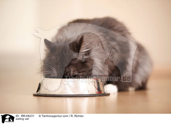 fressende Katze / eating cat / RR-48231