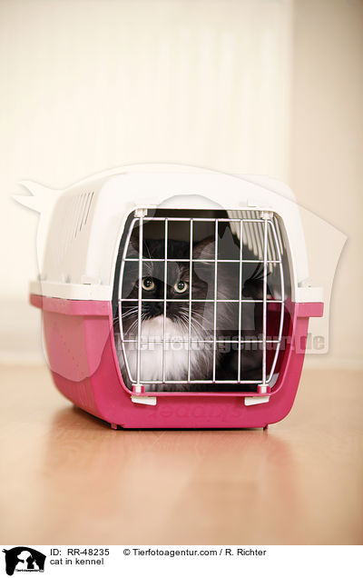 Katze in Transportbox / cat in kennel / RR-48235