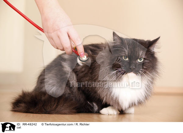 Katze / cat / RR-48242