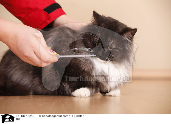 Katze / cat / RR-48243