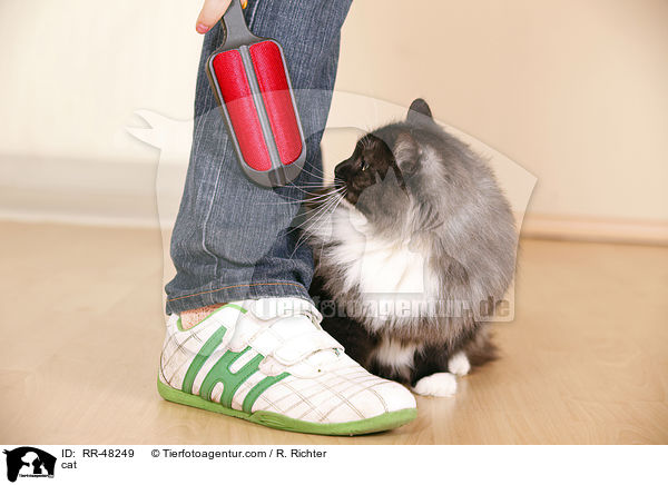 Katze / cat / RR-48249