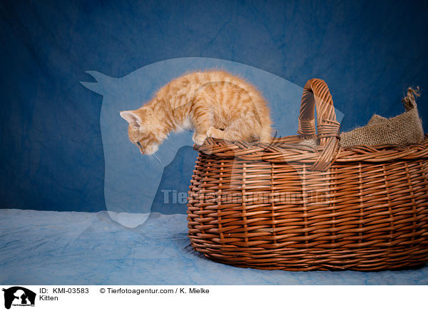 Kitten / KMI-03583