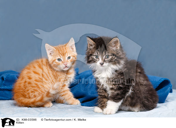 Kitten / KMI-03586