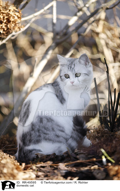domestic cat / RR-49595