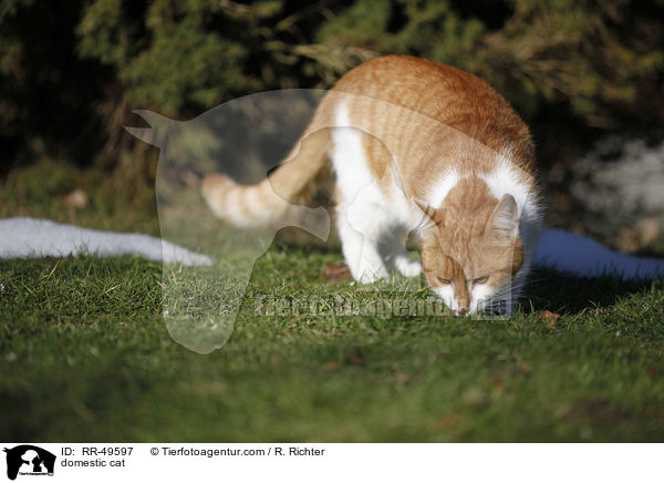domestic cat / RR-49597