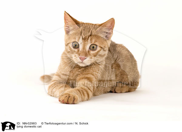 lying domestic cat / NN-02983
