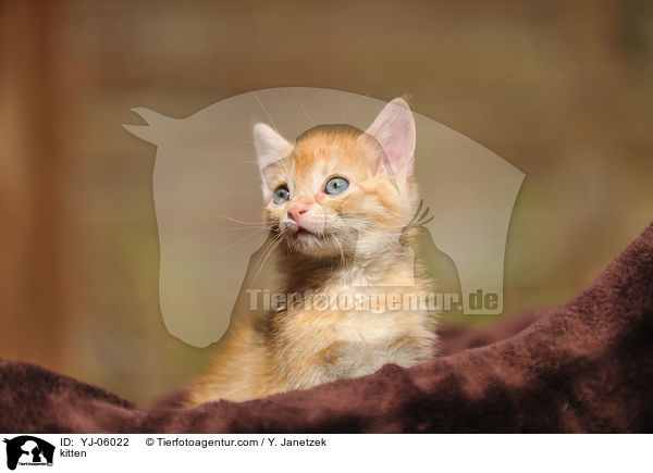 kitten / YJ-06022
