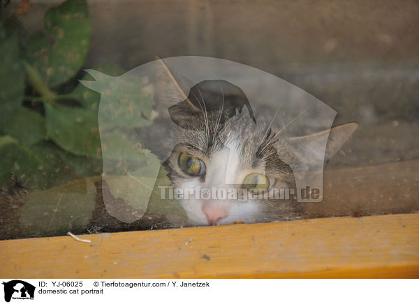 domestic cat portrait / YJ-06025