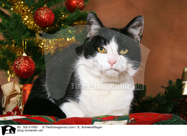 lying domestic cat / SS-31560
