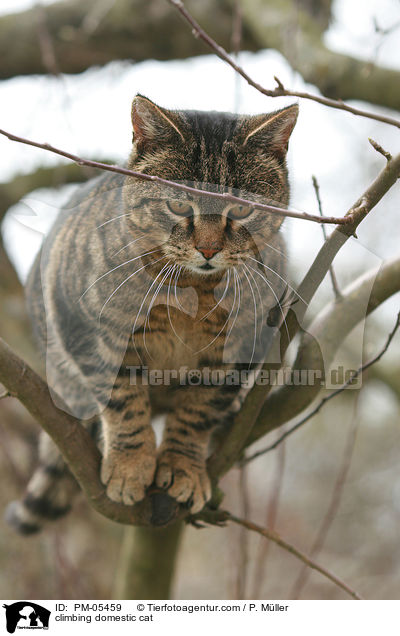climbing domestic cat / PM-05459