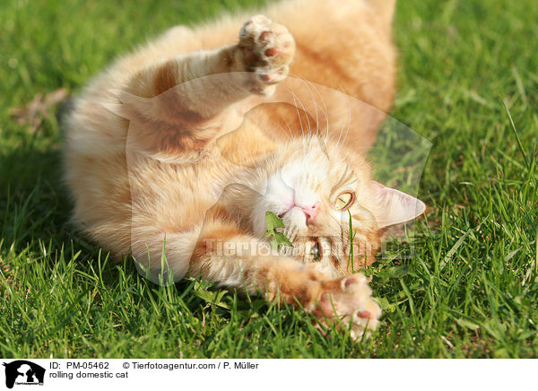 rolling domestic cat / PM-05462