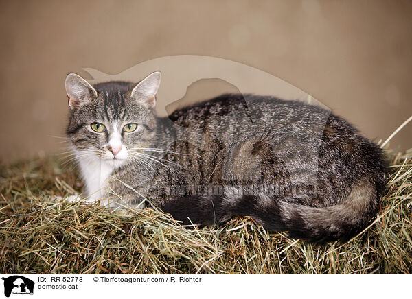 domestic cat / RR-52778