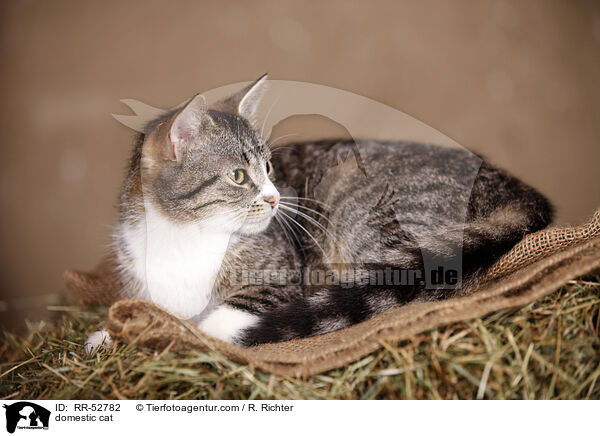 domestic cat / RR-52782