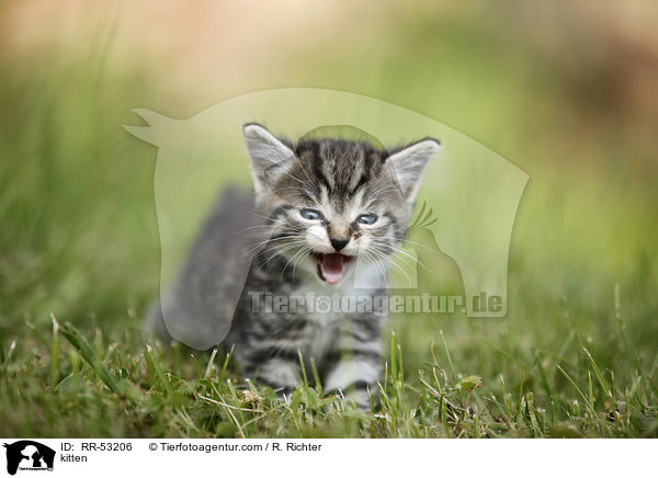 kitten / RR-53206