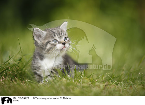 kitten / RR-53221