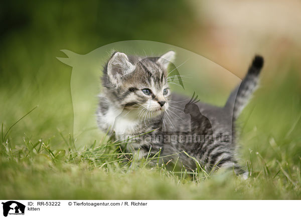 kitten / RR-53222