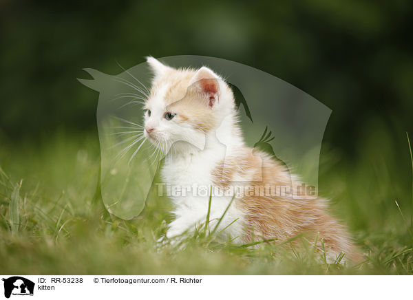 kitten / RR-53238
