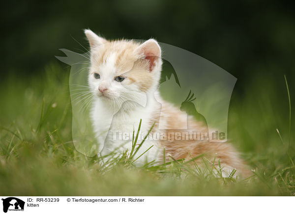 kitten / RR-53239