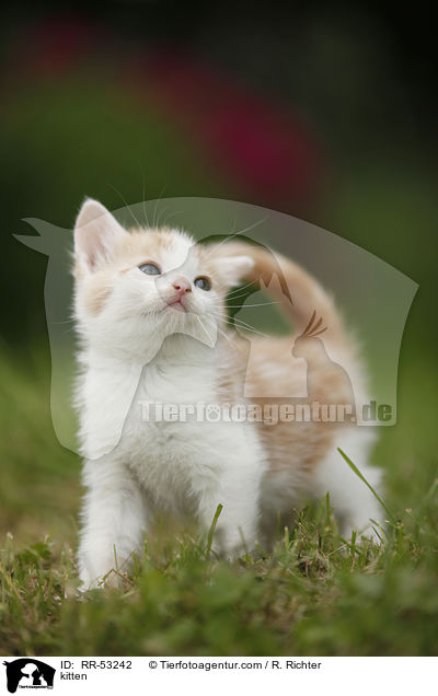 kitten / RR-53242