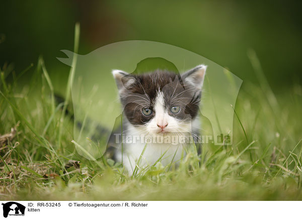 kitten / RR-53245