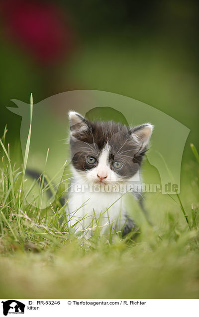 kitten / RR-53246
