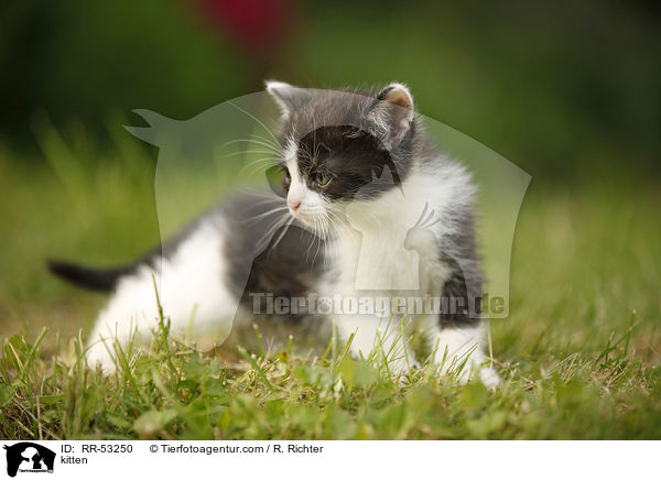 kitten / RR-53250